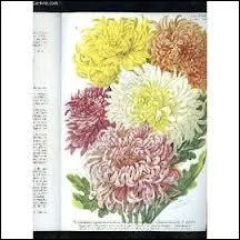 Ecrivain et officier de Marine, n le 14 janvier 1850, il crira  Madame Chrysanthme  :