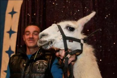 L'chappe de Serge, le lama, dans le tramway bordelais a dfray la chronique cet automne. Mais  quel cirque appartient l'animal ?