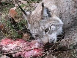 Le lynx a besoin de seulement...