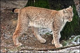 Le lynx est un animal protg :