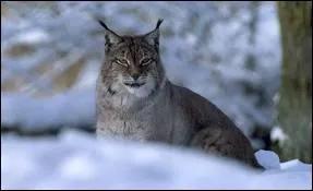 Le lynx est class parmi les...