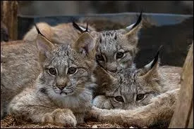 Combien la maman lynx peut-elle avoir de petits ?