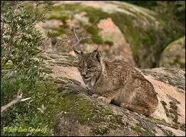 Trouve-t-on des lynx en France ?
