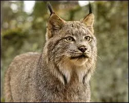 Le lynx miaule :
