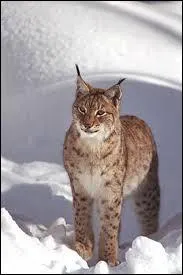 Le lynx ressemble ...