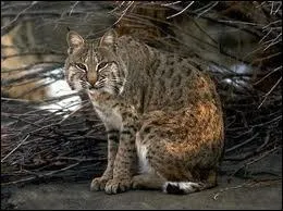 De quelle famille fait partie le lynx ?