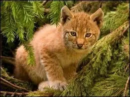 Les petits naissent...