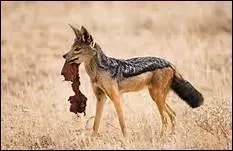 Mammifre carnivore, vivant essentiellement des restes de prdateurs, de l'ordre des canids :