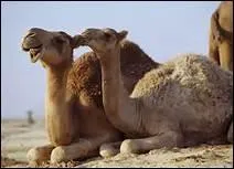 Mammifres ruminants asiatiques, de la famille des camlids :