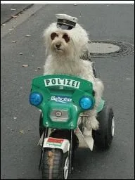 Une petite patrouille ! Pour terminer, Coluche revient et nous dit  Il y a deux sortes de justice :