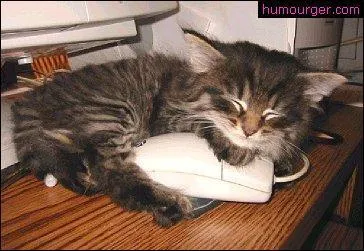 Lo Burke disait  Les gens qui vous disent qu'ils dorment comme un bb :