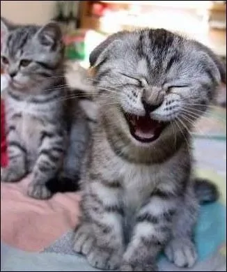  miauler de rire ! Coluche, encore lui, disait aussi  Avant moi, la France tait coupe en deux :