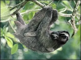 La paresseux dort-il plus ou moins de 15 heures par jour ?