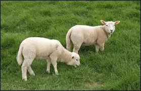 Comment s'appelle la femelle du mouton ?