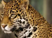 Quiz Les jaguars
