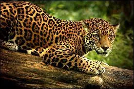 Dans la nature, le jaguar vit :