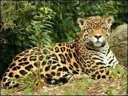 Quelle civilisation vouait un culte au dieu soleil-jaguar ?