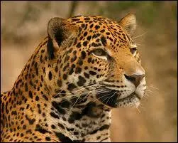 Malgr les interdictions, le jaguar est aujourd'hui chass, notamment pour sa viande.