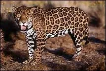 Le jaguar vit dans :