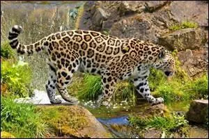 Les pattes du jaguar sont longues et fines.