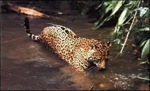 Le jaguar peut chasser aussi bien dans l'eau que sur terre.