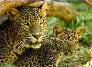 Les jeunes jaguars deviennent très vite indépendants et quittent leur mère à 2 mois.