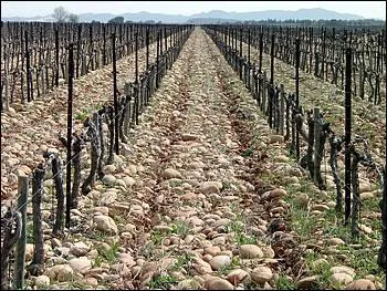 Quel est ce vin ros du Gard, parfois excellent, qui porte le nom de sa commune ?