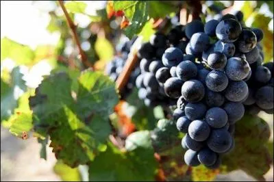 Lequel de ces trois cpages n'est pas utilis pour fabriquer un vin ros ?