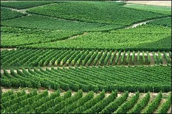 Quel est le nom de ce vin ros produit dans l'un des  trois vchs  ?