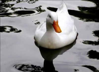 Comment s'appelle cette comptine populaire o le fils d'un roi vient destroyer un gentil canard blanc qui ne lui a rien fait pour se faire mousser le pied de veau devant une bergre pas dupe pour autant ?