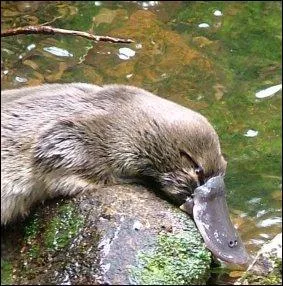 On appelle ce canard le colvert !