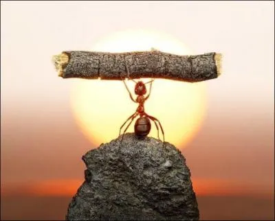 Une fourmi peut porter 500 fois son poids sur son dos !