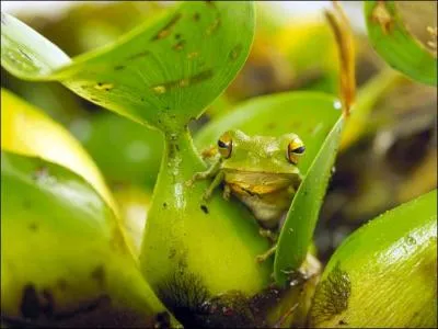 C'est la seule salamandre arboricole connue dans le monde !