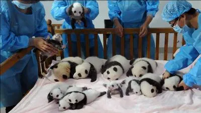 Quand  cette photo, on peut y compter treize koalas !