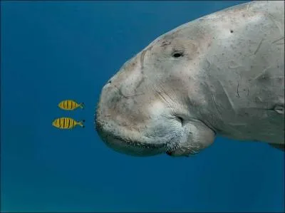 Cette baleine se nourrit de plancton !