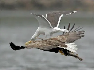 Manifestement, un goland a dcid de faire de l'auto-stop sur un aigle !