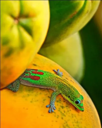 Les pattes de ce lzard sont caractristiques, il s'agit bien d'un gecko !