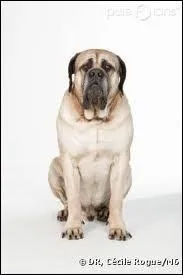 Comment s'appelle le chien ?