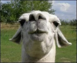 A ma connaissance, c'est le seul dessin anim dans lequel vous pouvez voir cet animal...