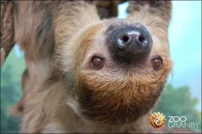 Dans le dessin anim, il est beaucoup plus actif mais il n'arrte pas de provoquer des catastrophes. Qui ferait mieux de dormir ?