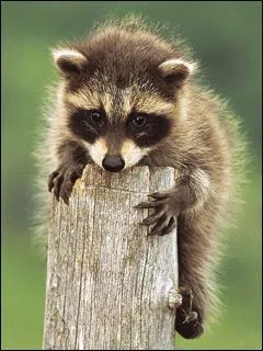 Quelle hrone de dessin anim n'est pas accompagne par cette charmante petite bbte ?