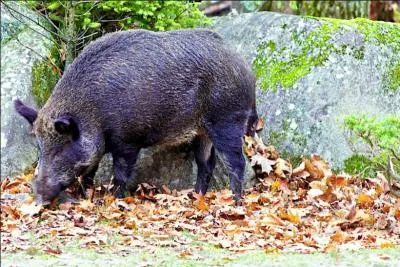 Comment nomme-t-on une jeune laie ge de 2  3 ans ?