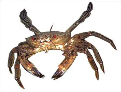  Il doit bouchonner son cheval prfr avant les preuves de course  que dsigne le mot  bouchonner  ?