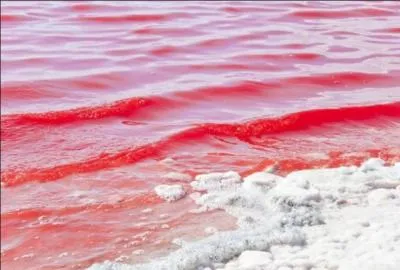  Les cochers rubiconds vident verre aprs verre devant le comptoir du marchand de vin  quel est le sens de  rubicond  ?