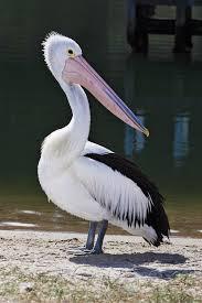Quiz Oiseaux