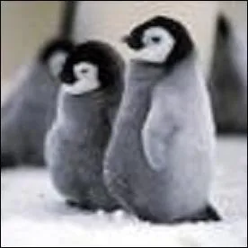 Comment les petits et les mamans se reconnaissent-ils au sein de la colonie ?