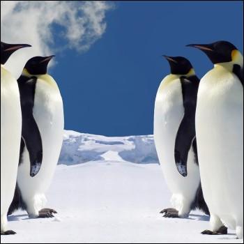 Ne faites pas le pingouin et ne soyez pas manchot sur cette premire question : quels sont les animaux reprsents sur la photo ?