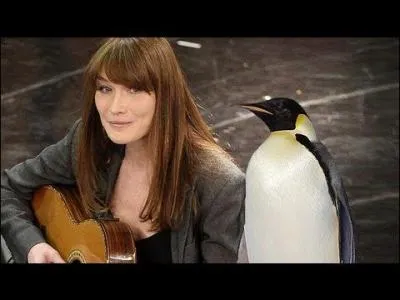 Carla Bruni a chant  Le Pingouin .
