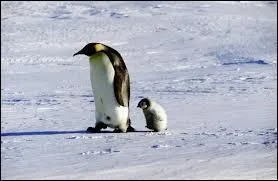 Compltez les paroles de cette clbre chanson de 1980 :  Le papa pingouin, le papa pingouin...  .