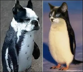 Donc, il ne reste plus qu'une seule espce de pingouins encore en vie.